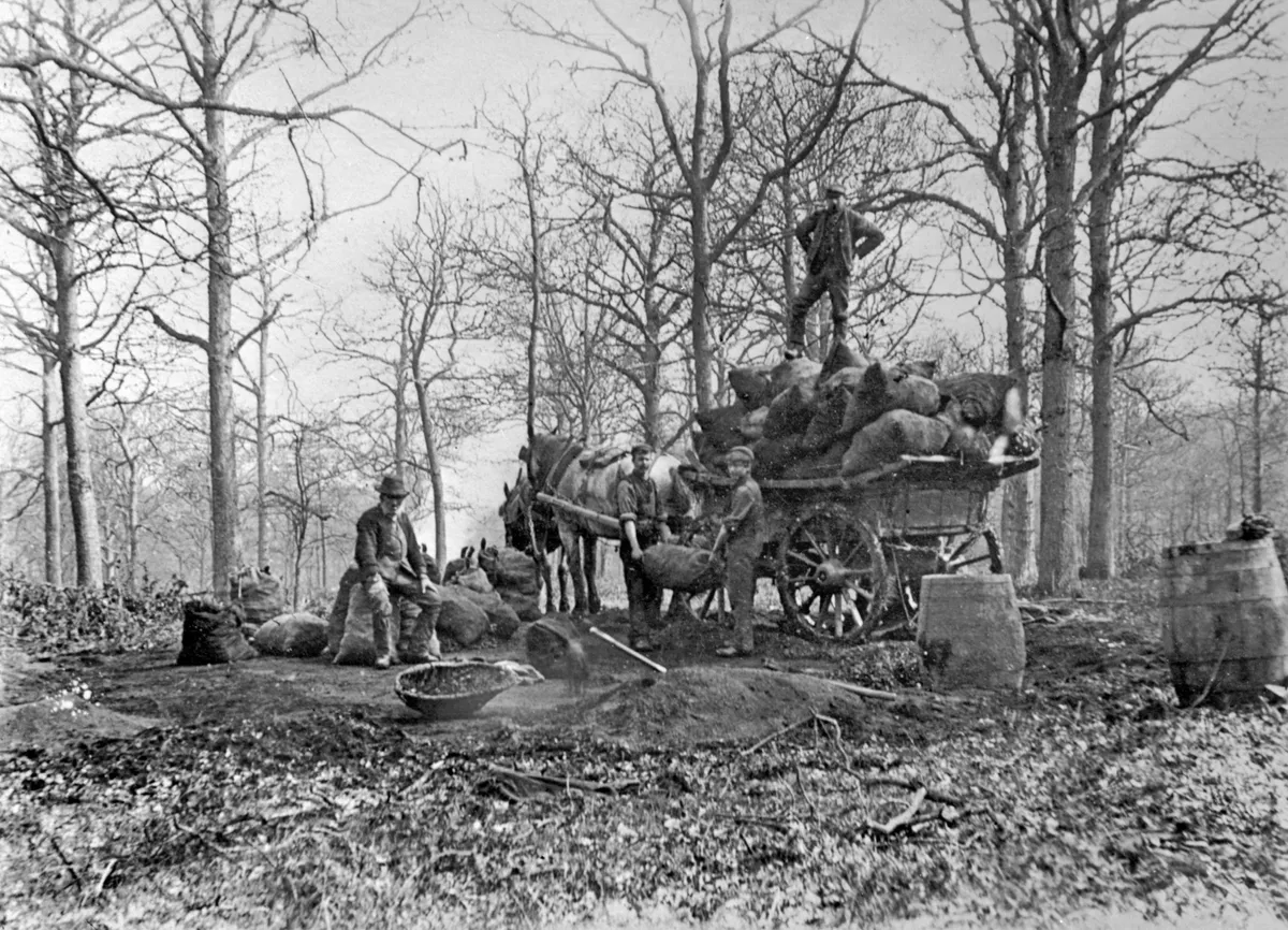 Forestry Commission takes on Royal forests, 1923