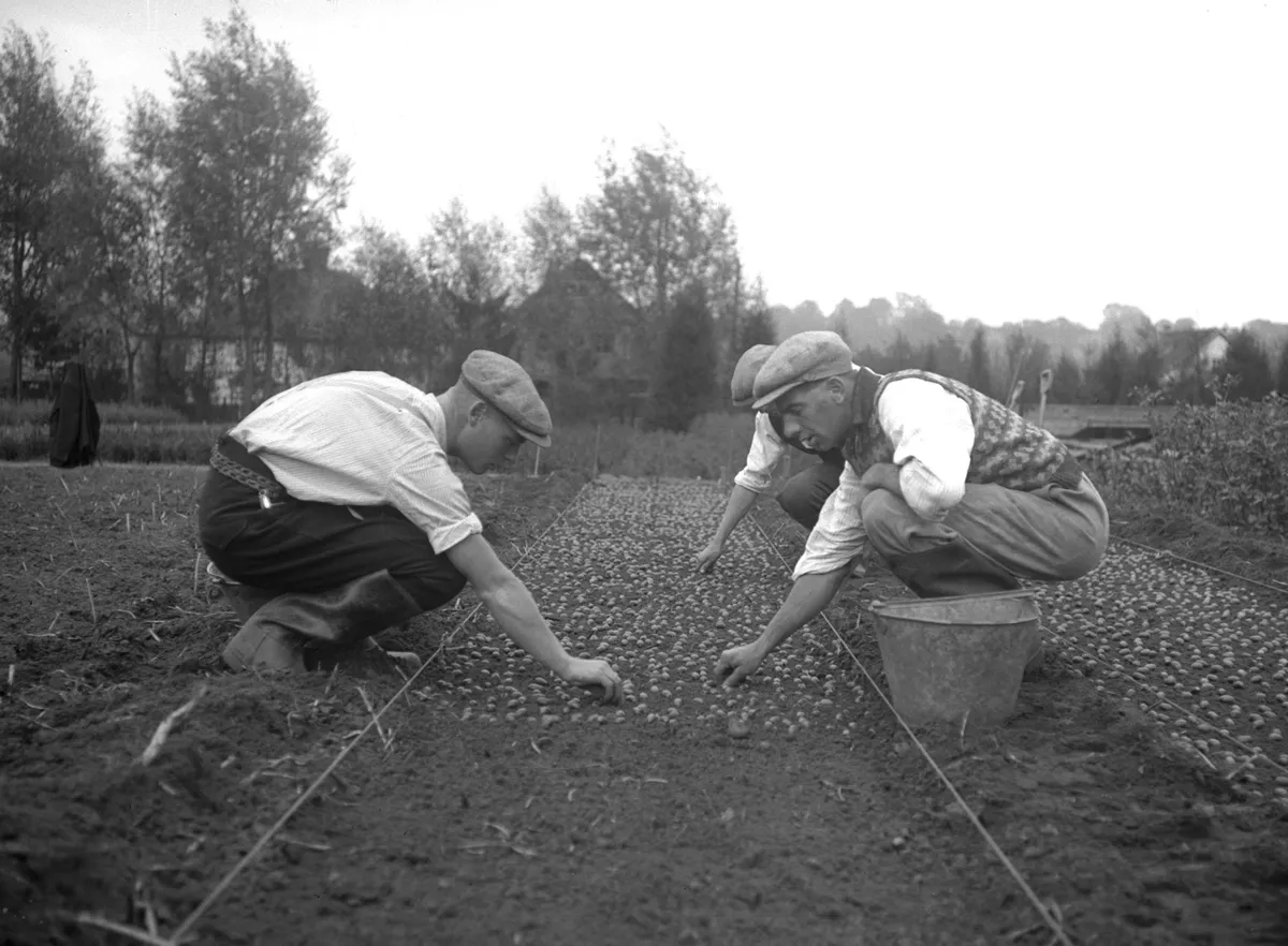 Sowing acorns in a large seed bed, Kennington, Oxfordshire, 1933