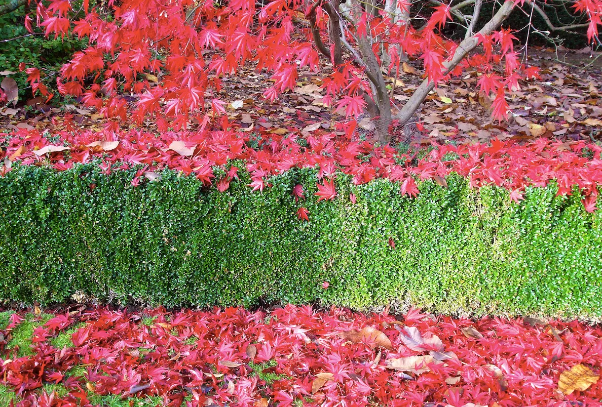 Hedge and red autumn tints at Arley Arboretum, Worcestershire.