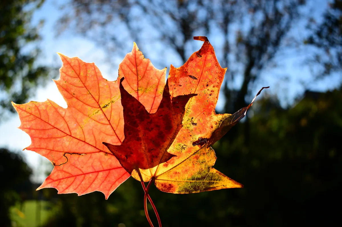 Sunlight shining through colourful autumn leaves