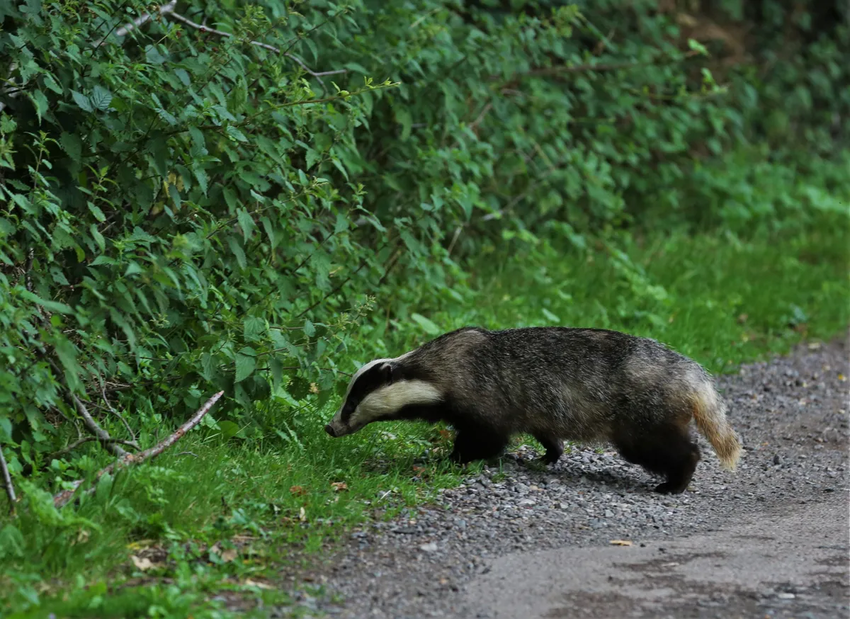 Badger on the road (Photo by: J B Lumix via Getty Images)