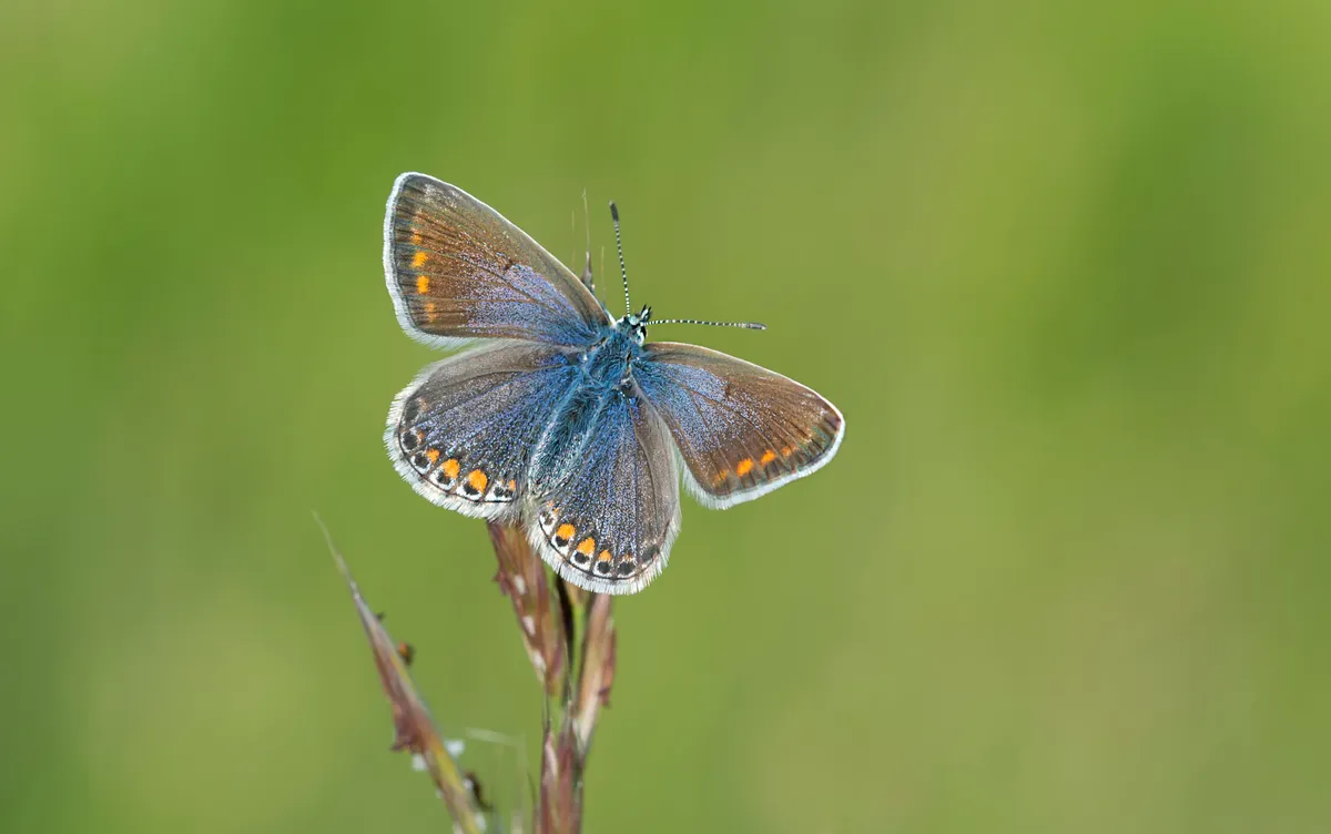 Common blue butterfly (female)