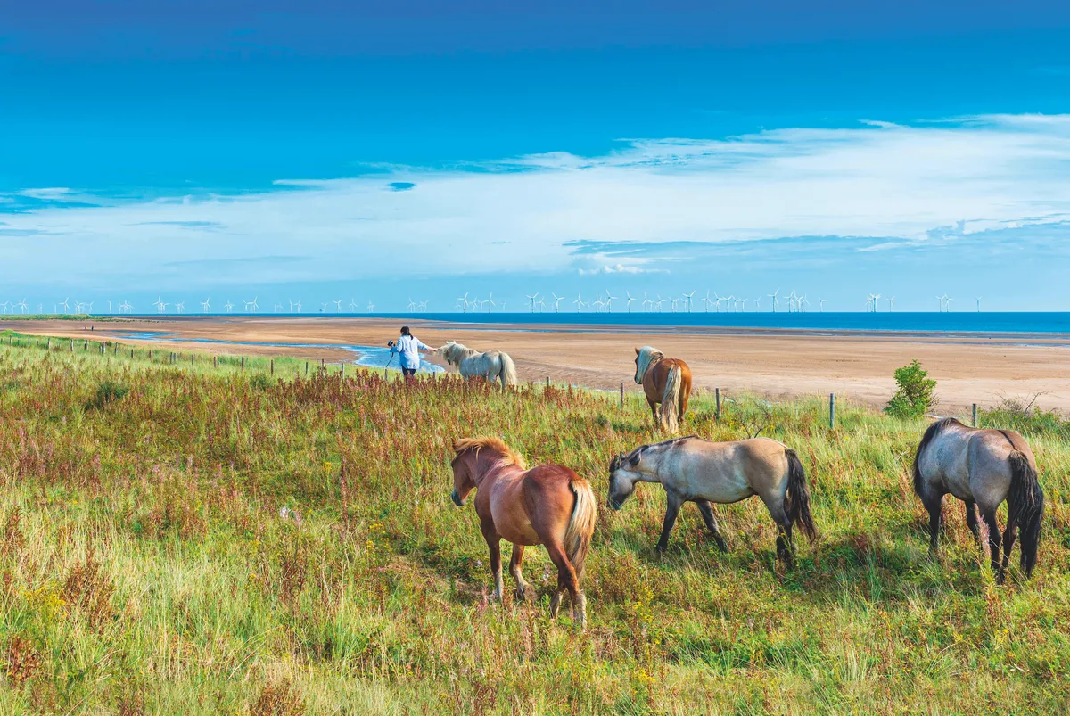 Ponies grazing coastal grasslands