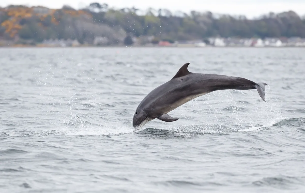 A dolphin in the Scottish Highlands (Photo by Wild and Free via Getty Images)