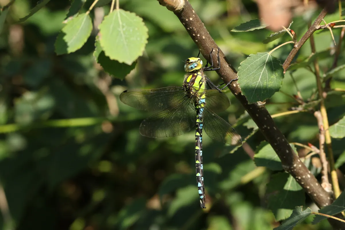 In the UK there are around 30 species of dragonfly (Photo by: sandra standbridge via Getty Images)