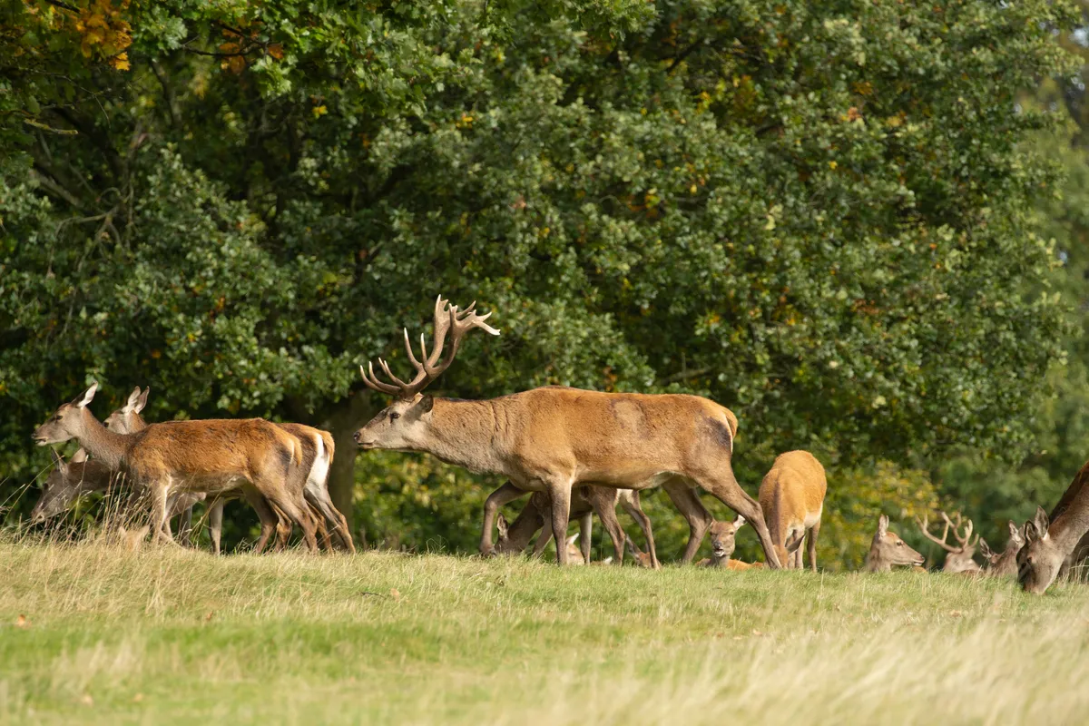 Red deer stag with a grand set of antlers pursues female deer – called hinds
