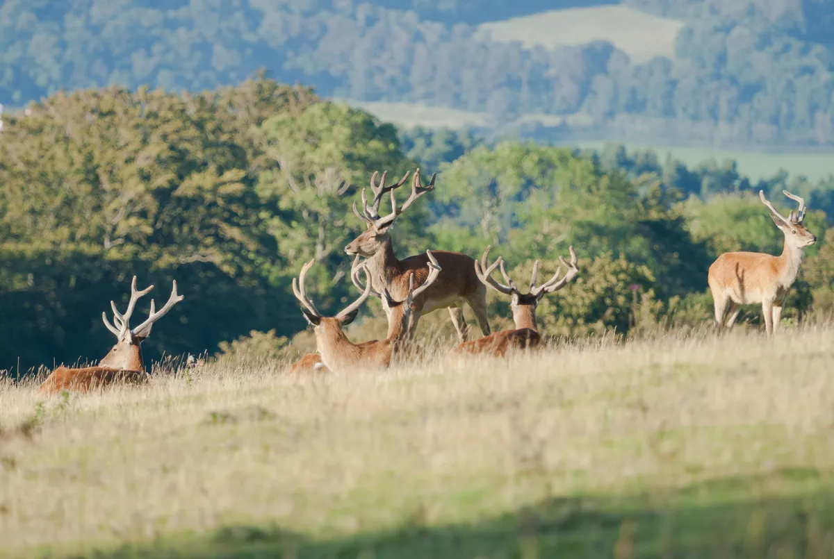 red deer stags in velvet