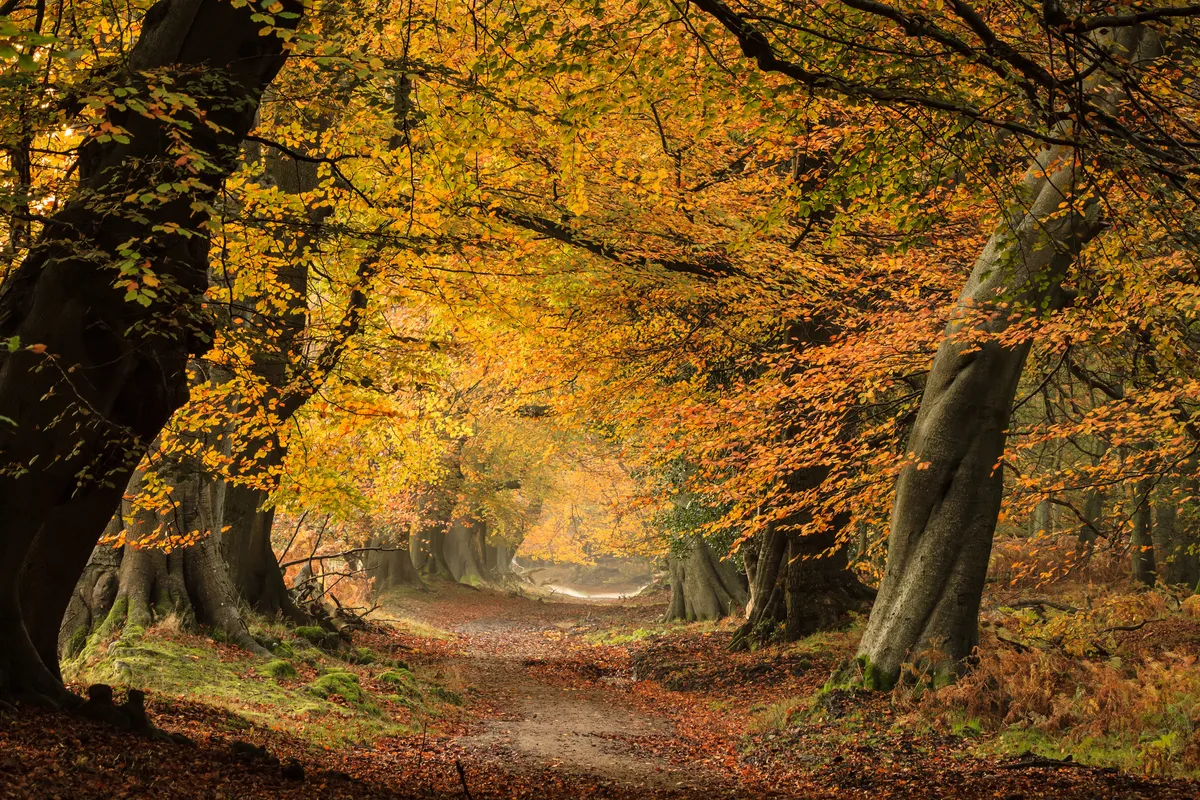 Branches of golden leaves weave a tunnel over Ladys walk at the Ashridge Estate