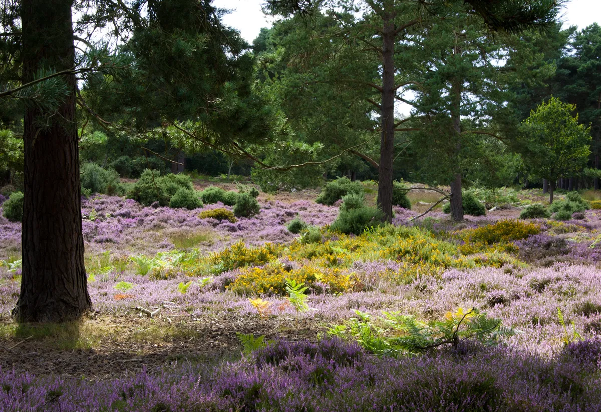 An area of the nature reserve at RSPB Minsmere near Dunwich on the Suffolk coast, captured in late August with a carpet of heather and gorse among the trees.
