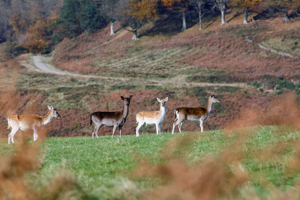 Three deer hinds pause on a ridge in Margam Country Park, South Wales