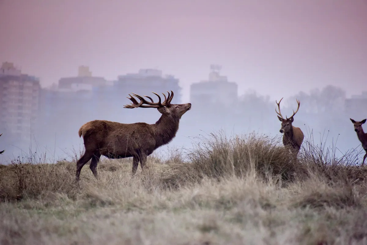 A red deer stag bellows – in Richmond Park – with a backdrop of high-rise developments of London.