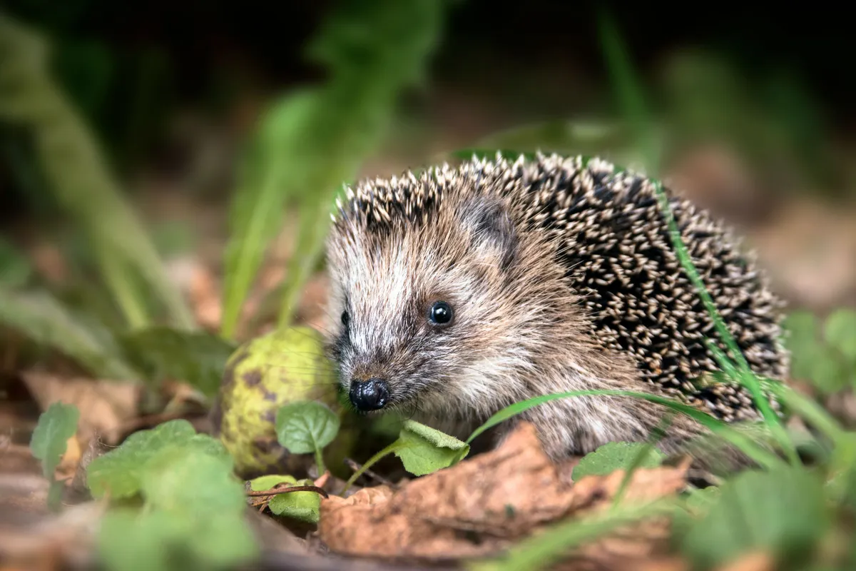 Hedgehog (Photo by: Maren Winter via Getty Images)