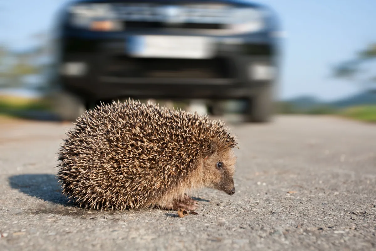 Hedgehog in the road (Photo by: Leoba via Getty Images)