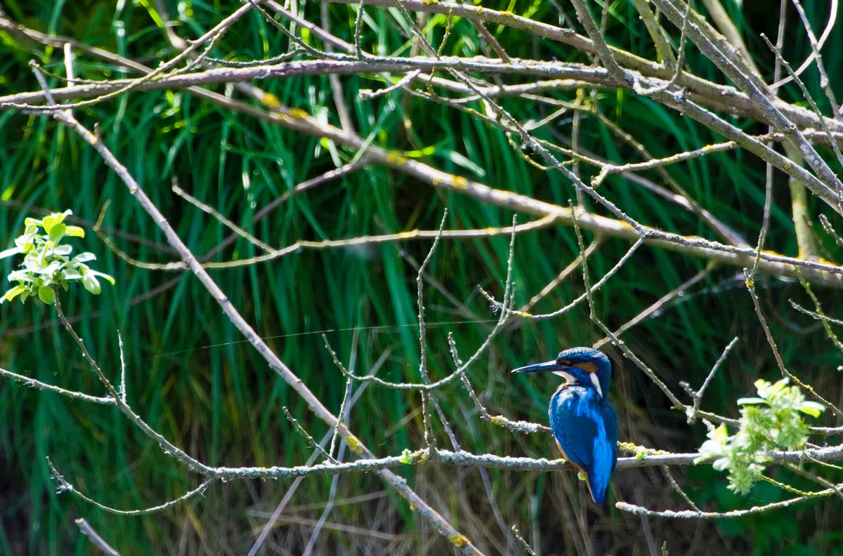 Kingfisher on river