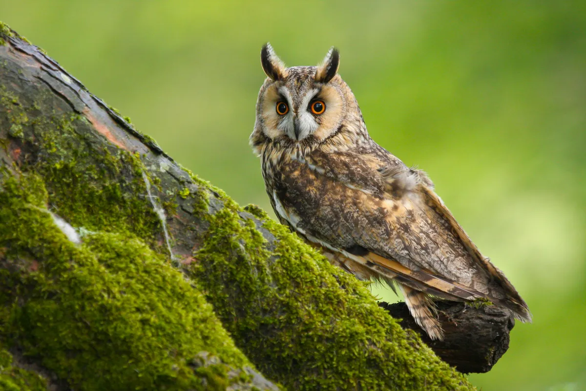 The long eared owl is a medium sized owl, smaller than a wood pigeon(Photo by: Helen Davies via Getty Images)