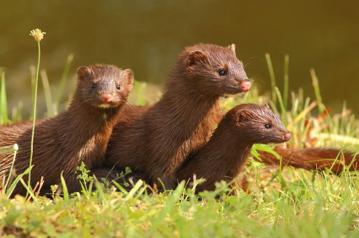A mink with two kits