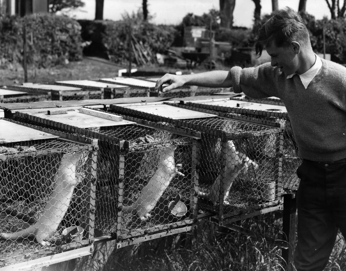 9th July 1958: 18-year-old Michael Hew inspects his minks at his farm in St Erth, Cornwall.