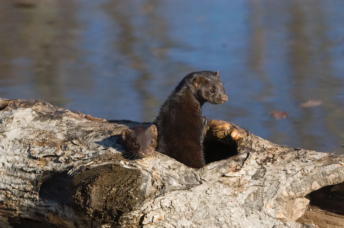 Two mink inside a hollow branch