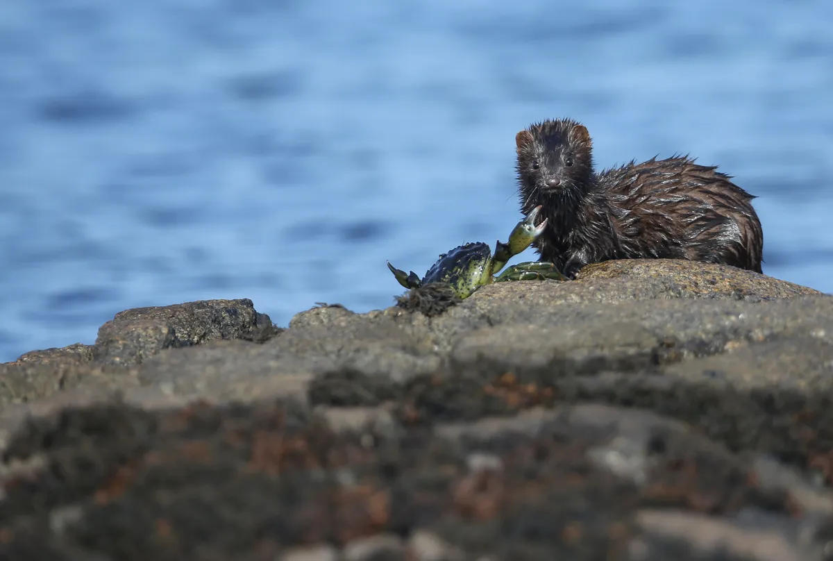 A mink snacks on a crab