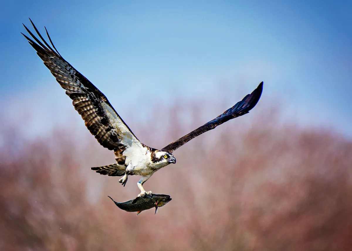 Ospreys are one of the types of birds of prey that can be found in UK forests (Photo by: Vicki Jauron via Getty Images)