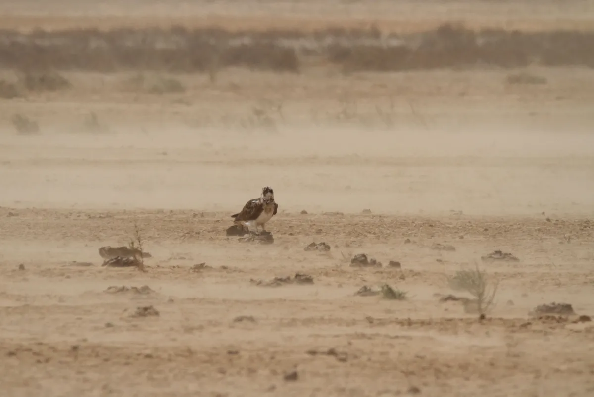 Osprey in the desert (Photo by: John Wright)