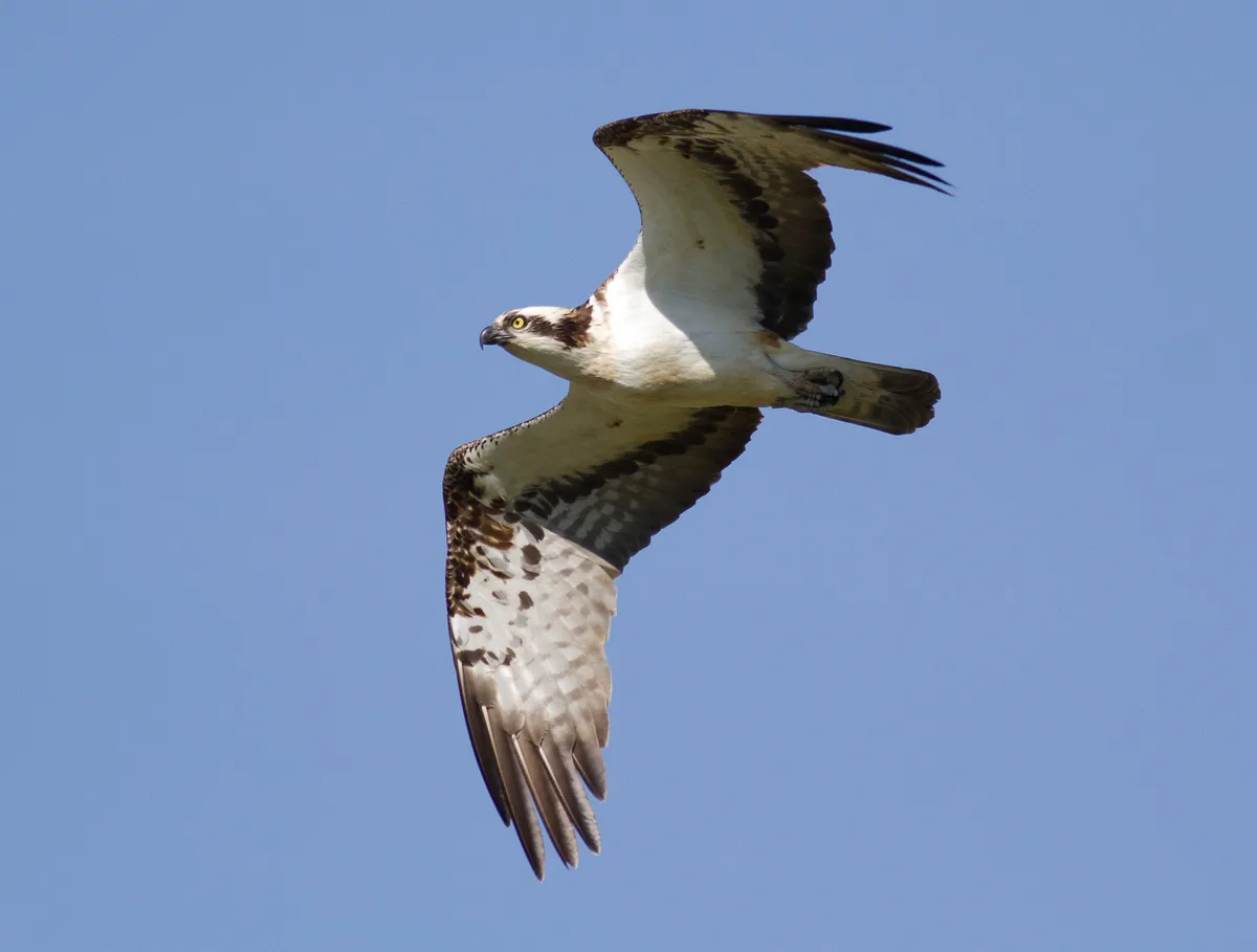 Osprey in flight (Photo by: John Wright)