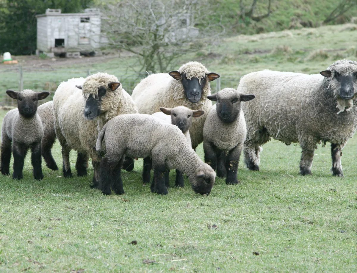 A small flock of Oxford Down Sheep
