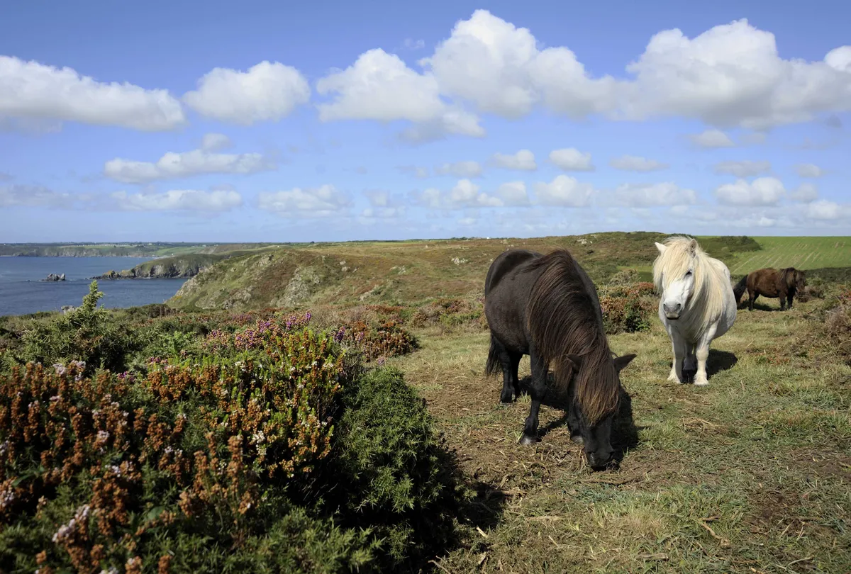 Shetland Ponies grazing on the coastline near Beagles Point, Coverack, on the Lizard Peninsula (Photo by: Ross Hoddinot for The National Trust)