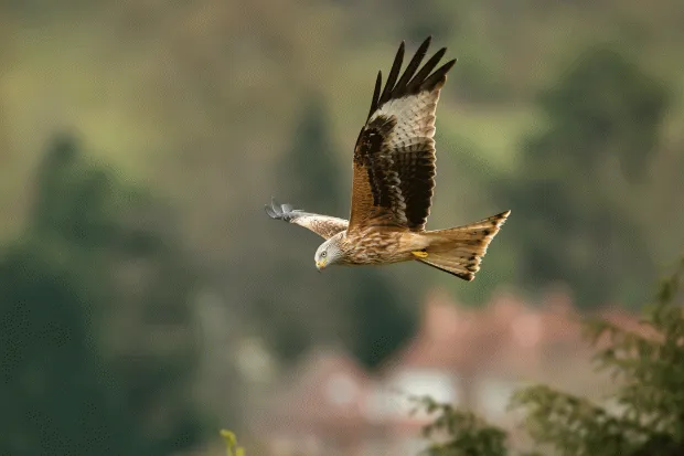 Close up of a Red kite (Milvus milvus) in flight in countryside