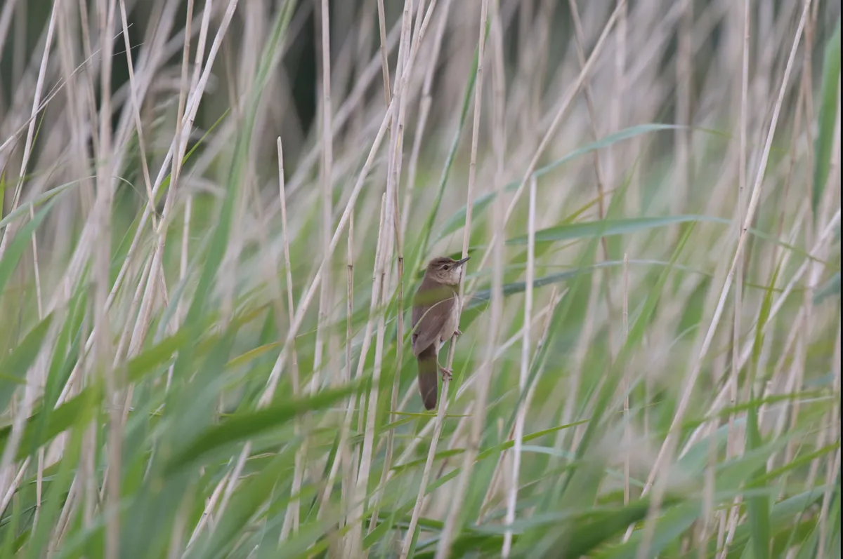 A Savi's warbler in the wetland grass (Photo by: Steve Culley)