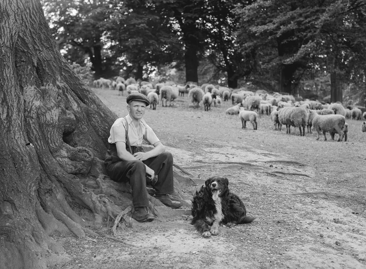 A shepherd and his sheepdog with their flock on Hampstead Heath