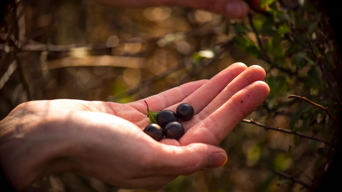 Sloe berries ready for making gin (Photo by: Whistle Video via Getty Images)