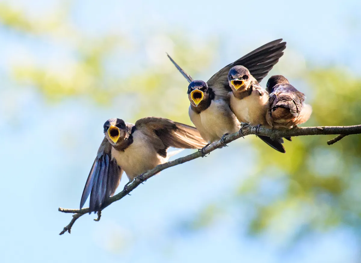 Swallow chicks (Photo by: Vicki Jauron via Getty Images)