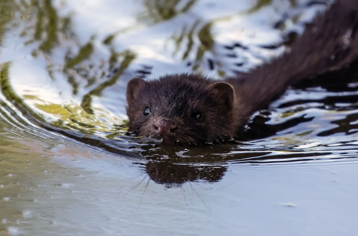 A mink swimming through a river