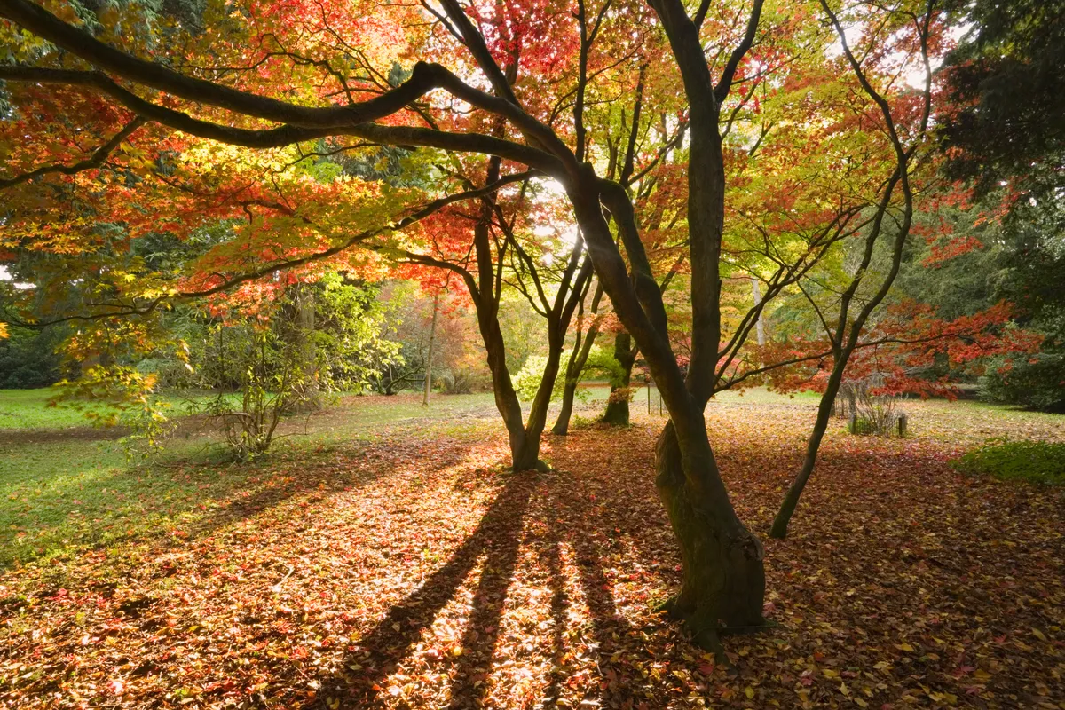 Britain is set for a 'spectacular' autumn - with colours even more
