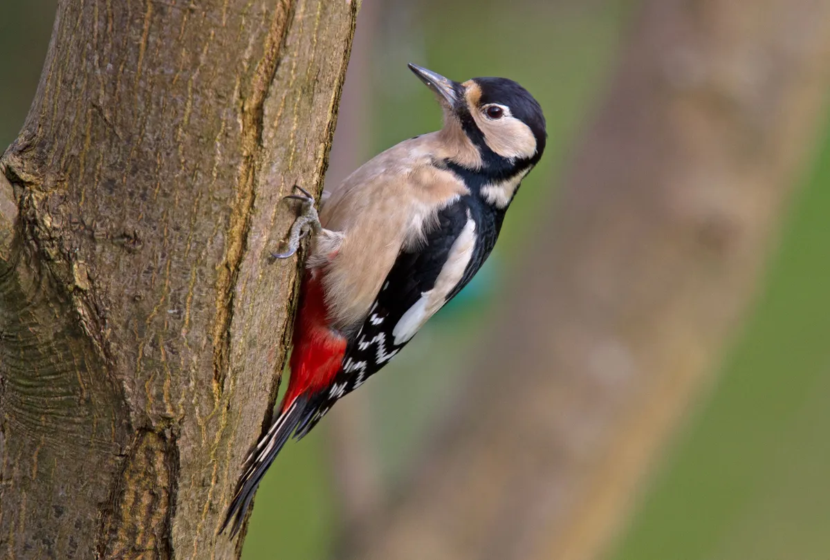 Woodpeckers (Photo by: Mark L Stanley)