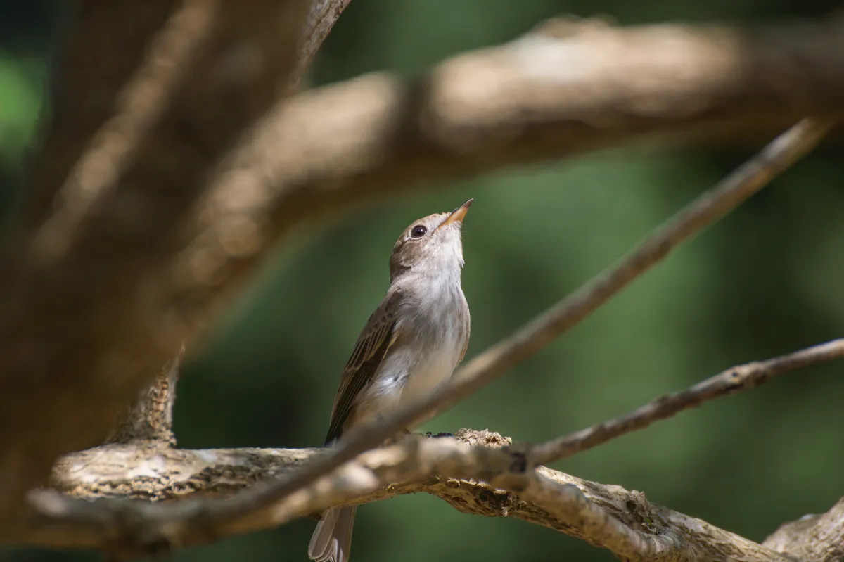 A flycatcher perched on a branch