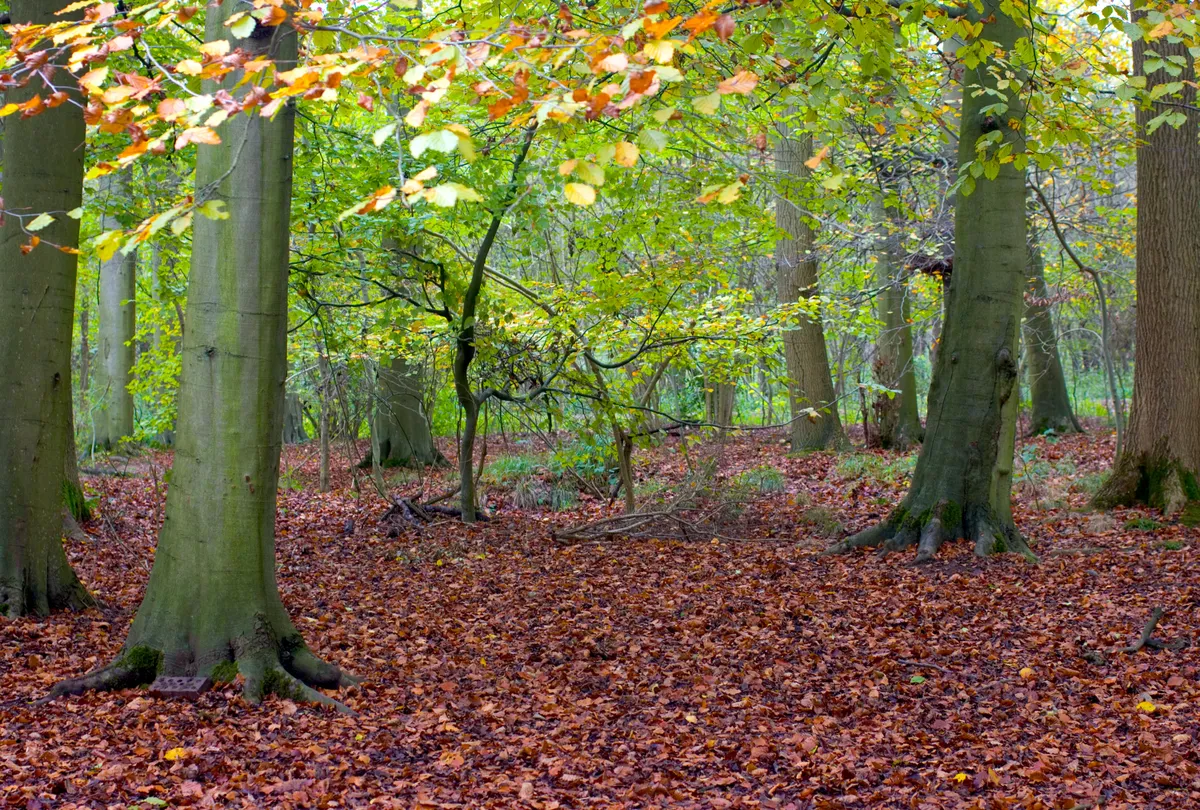 Salcey Forest, Northamptonshire (Photo by: Getty Images)