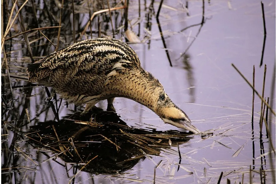 Bitterns spend much of their time fishing amongst the reeds, where they can stay hidden and undetected. © Andy Hay/RSPB