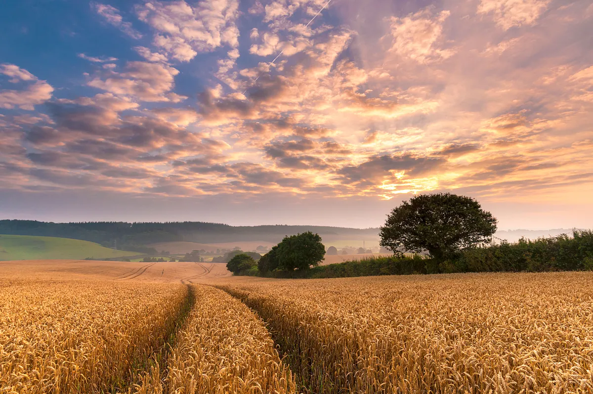 Devonshire wheat fields in Summer, a colourful dawn sky over rolling hills with tractor lines in the wheat snaking off into the distance.