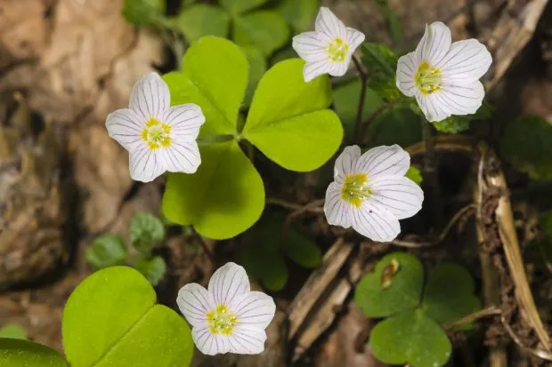 Wood sorrel flower with white petals and green leaves