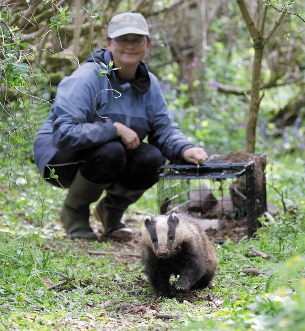 Badger being released from cage by woman