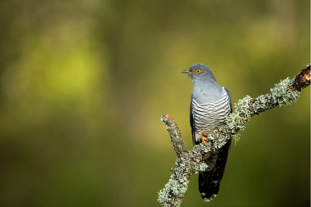 Cuckoo on branch