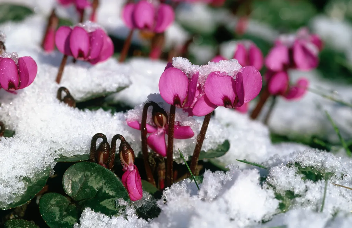 Pink flowers in snow