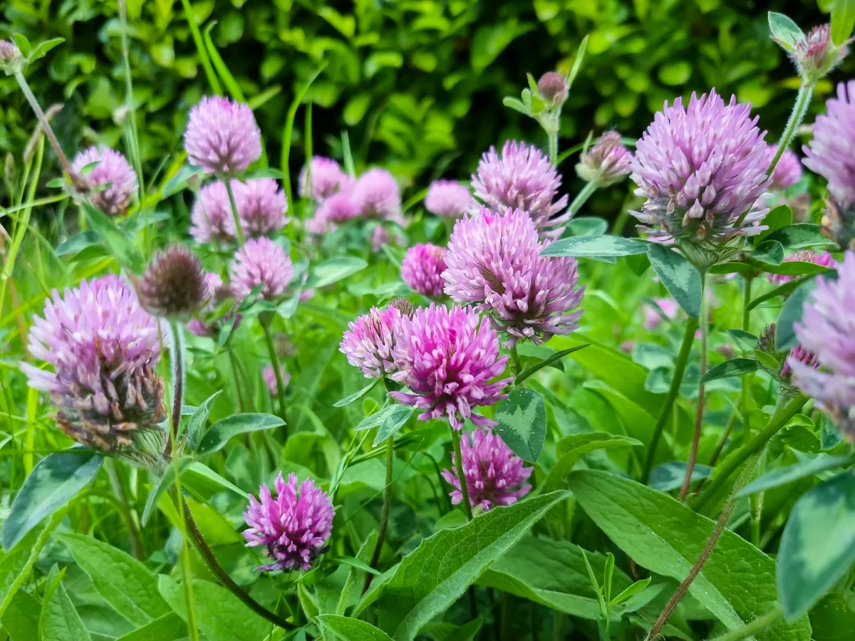 Purple coloured clover known as Essex red clover growing in the wild