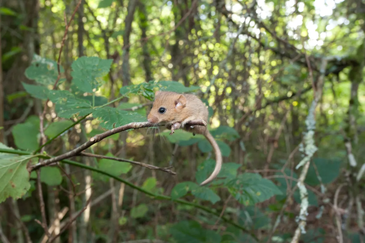 Hazel dormouse in Briddlesford Woods - Isle of Wight. Credit Clare Pengelly (3)
