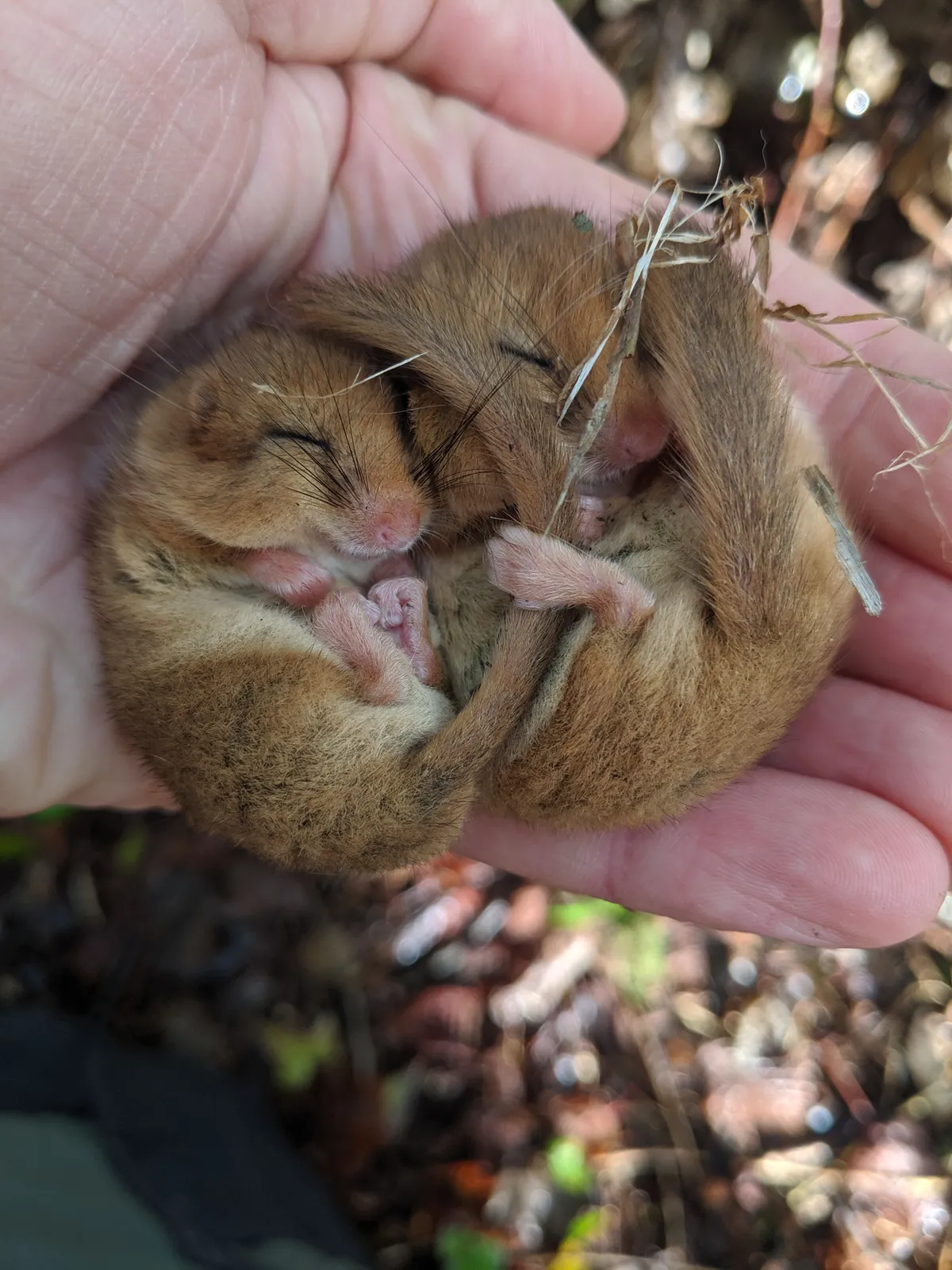 National Trust ranger holds pair of hazel dormice during monthly monitoring check on Cotehele Estate, Cornwall. National Trust George Holmes