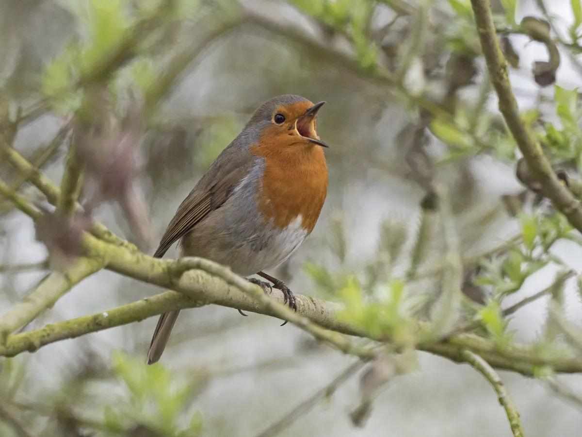 Robin, Eithacus rubecula, in song Norfolk