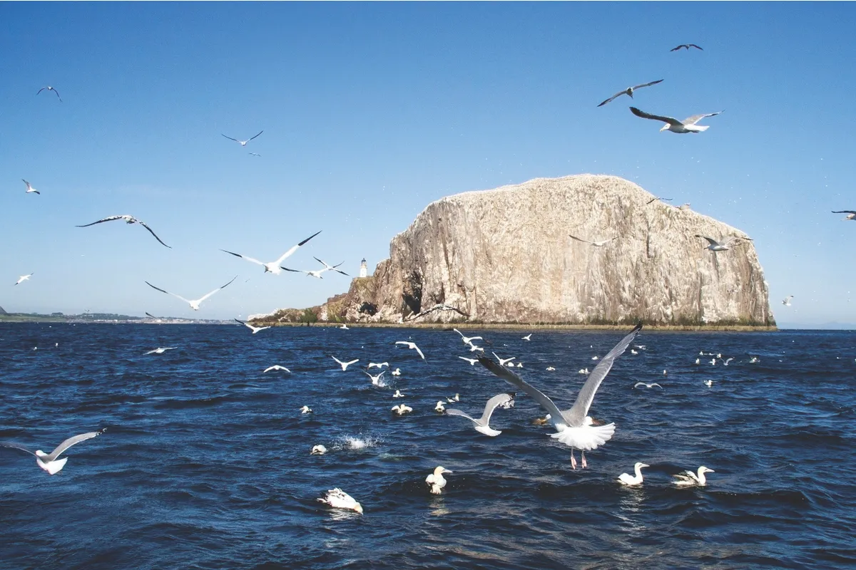 Bass Rock, Firth of Forth, Scotland