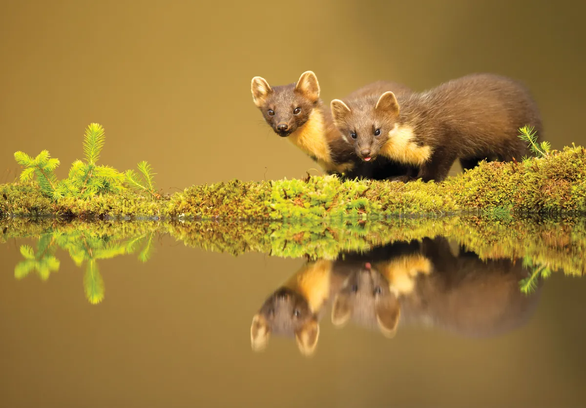 Pine martens at waters edge